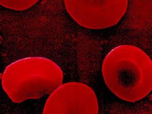 В Британии собираются получать донорскую кровь из из эмбриональных стволовых клеток